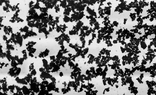  A micrograph of activated charcoal under bright field illumination on a light microscope. 